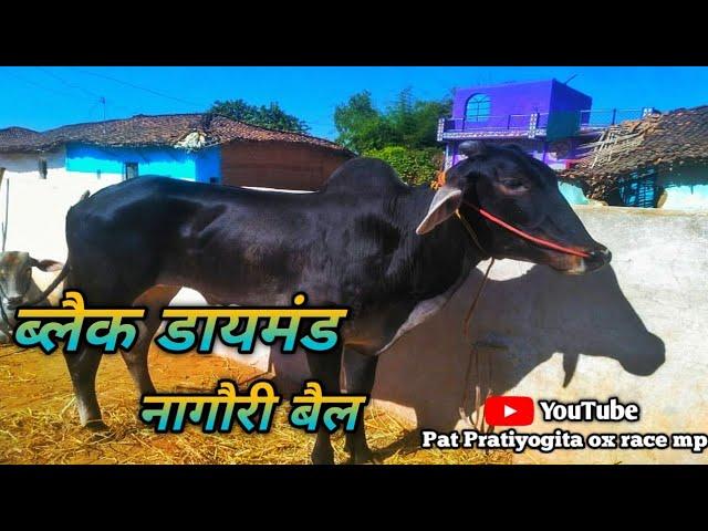 nagori bell ki race .ox racing mp .#patPratiyogitaseoni