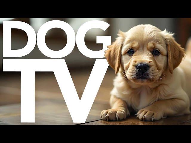 Calm Your Dog TV | Bonfire Night Relaxation TV for Dogs! (Petflix)