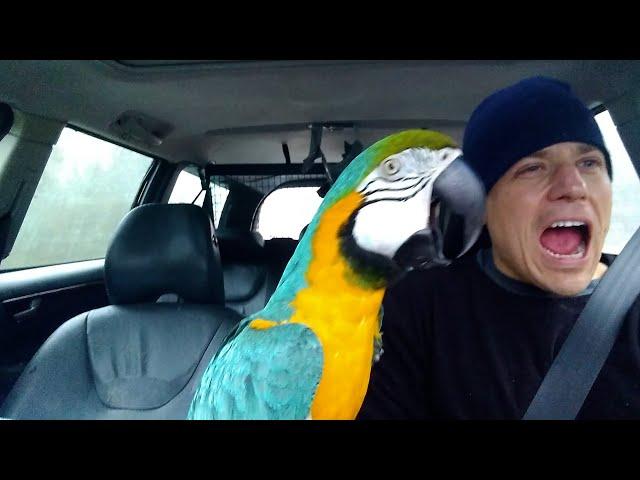 The FUNNIEST Parrots   Best Compilation