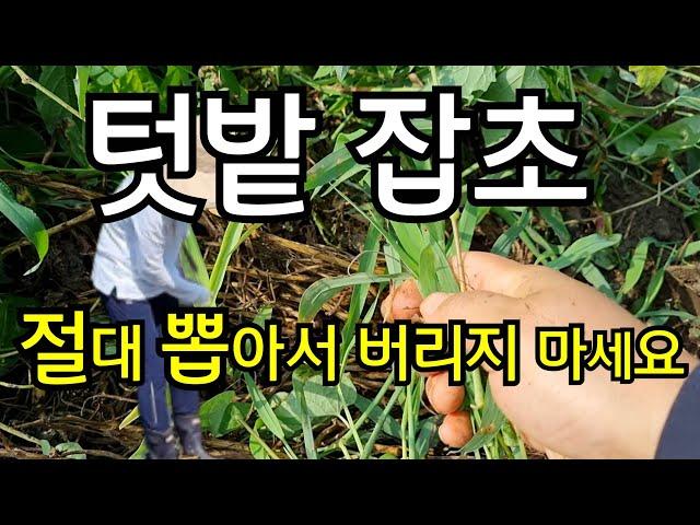 텃밭 풀 대박효과 3가지 잡초 절대 뽑아서 버리지말자 잡초는 더이상 적이 아닙니다 잡초 이용하는법 제초매트 제초제 무농약 친환경 #잡초제거방법 #초생재배 #무경운농법 #잡초농법