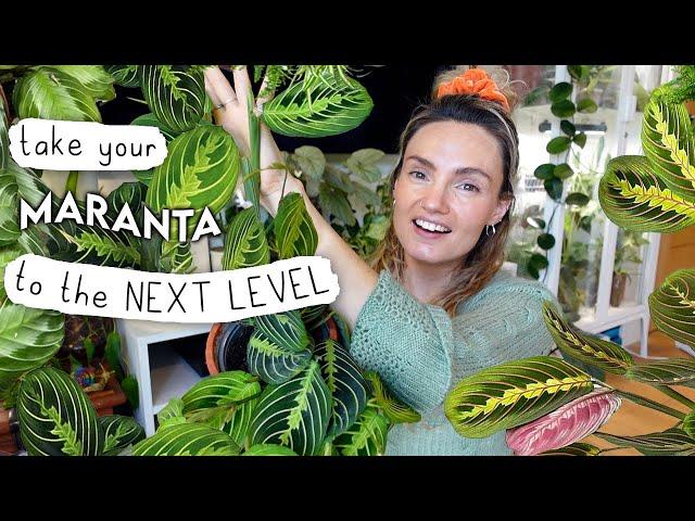 The Prayer Plant TIPS + TRICKS I Wish I'd Known Sooner  How To Grow Big, Healthy Marantas