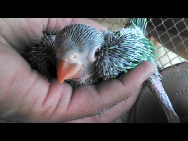 My Young Parrot pair  Breeding progress|I will do easily check about which egg is fertile/unfertile