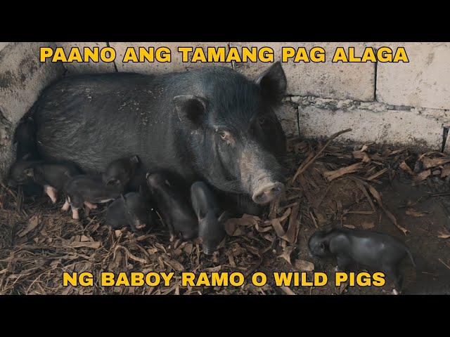 PAG AALAGA NG BABOY RAMO 2022 - Q&A