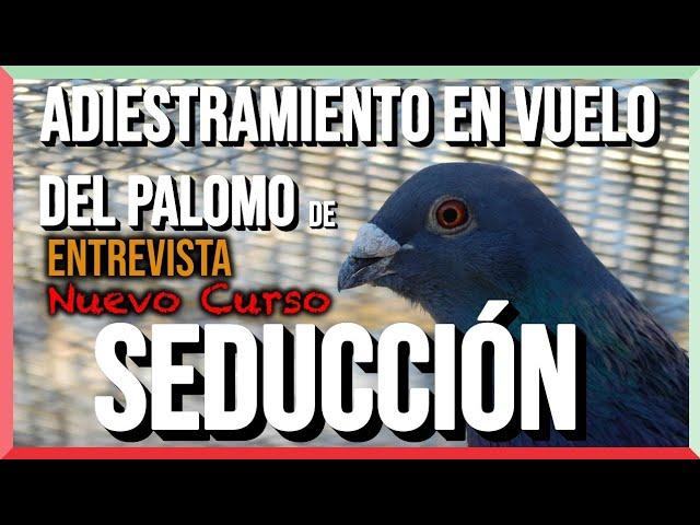 ENTREVISTA  | Adiestramiento en Vuelo del Palomo de Seducción  | Nuevo CURSO ‍