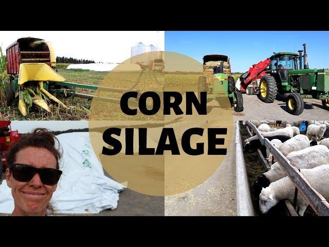 HOW ITS MADE! |  Harvesting and Storing Corn Silage for Sheep Feed 2019: Vlog 166