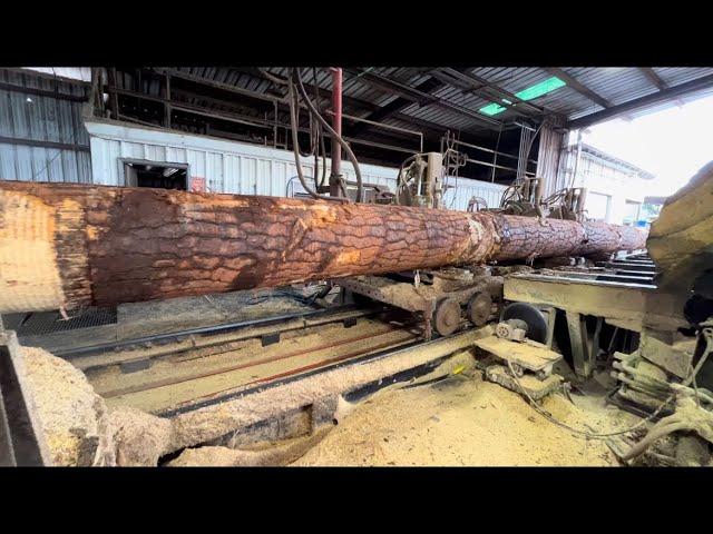 Massive 40 foot pine