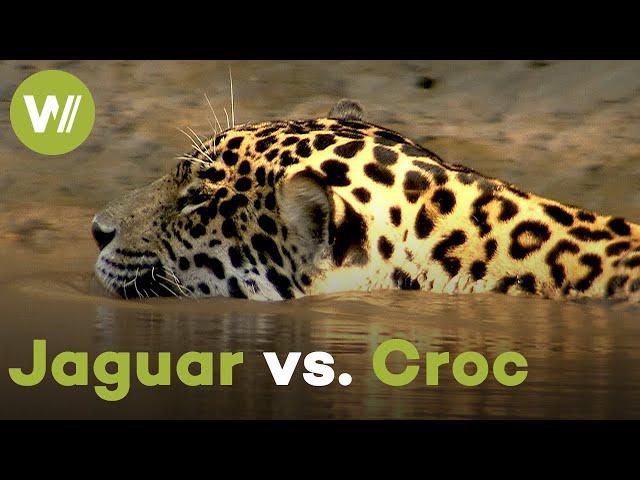 On the hunt with a jaguar - Even crocodiles lose against the king of the rainforest