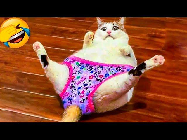 Funny Cats and Dogs Videos - Funniest Animal Videos 2023! #2