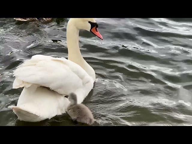 Swan Mom Carries ALL Her Babies Under Her Wings! l Inspirational l Super Cute And Beautiful
