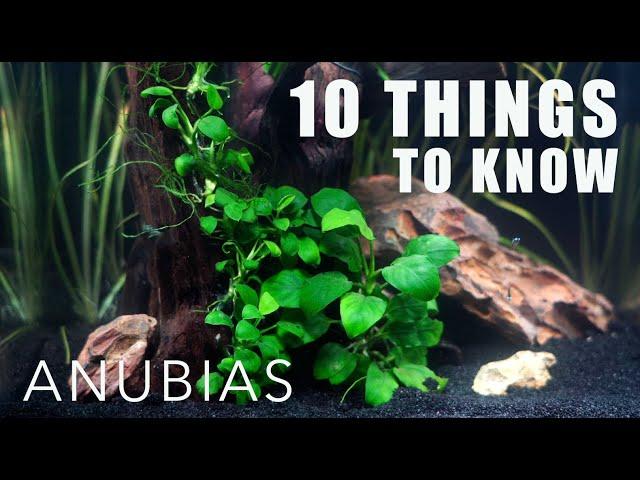 10 Things Everyone Should Know About ANUBIAS! | I  Anubias!