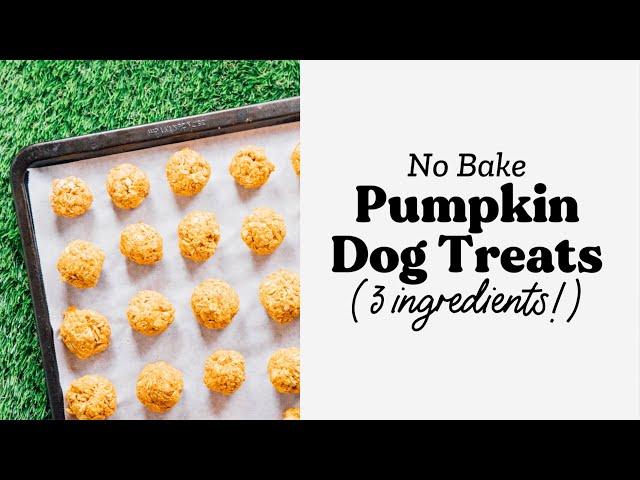 No Bake Pumpkin Dog Treats Recipe