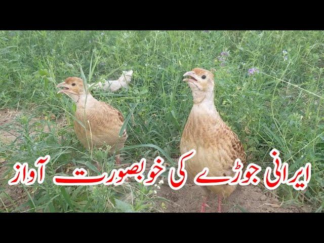 Irani teetar ki awaz|Irani teetar voice|teetar sound|ایرانی جوڑے کی آواز