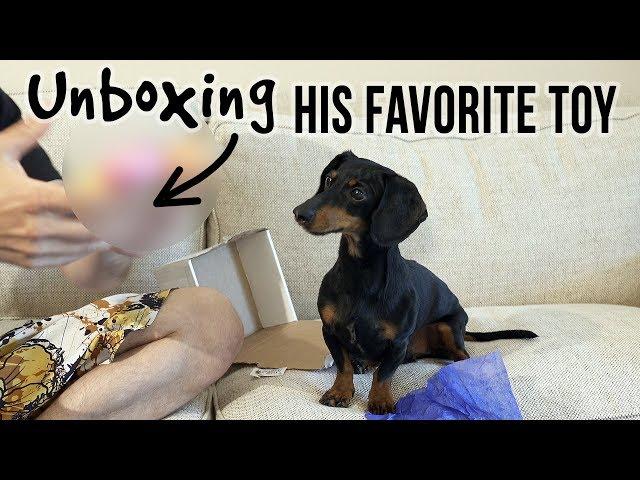 Crusoe Unboxing His FAVORITE Dog Toy!