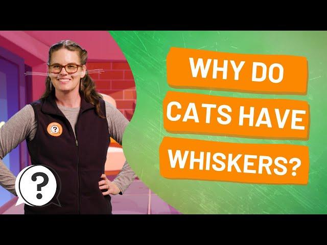 Why do cats have whiskers? | But Why Bites