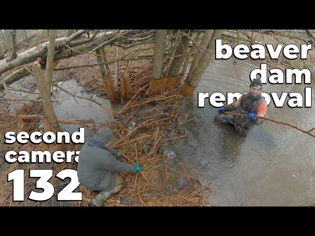 Muddy Work And Pleasant Sound Of Water - Manual Beaver Dam Removal No.132 - Second Camera