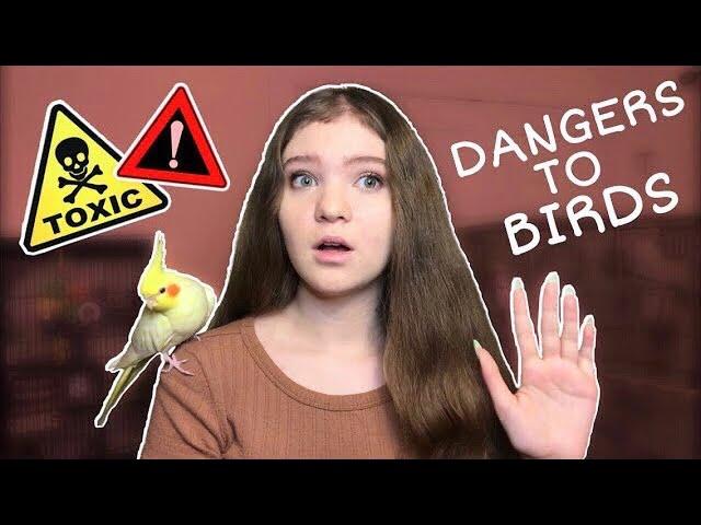 10 Common Household Dangers Deadly to Parrots! **This Can Save Your Bird’s Life!**