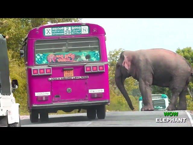 The fierce elephant comes to the road and tries to attack the vehicles