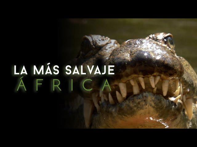 África más salvaje - Virungas: Tierra de Hielo y Fuego