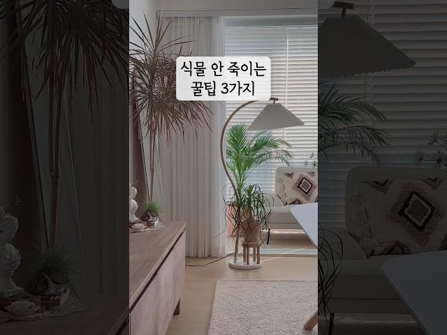 아파트에서 식물 건강하게 기르는 꿀팁 #플랜테리어 #살림 #식물
