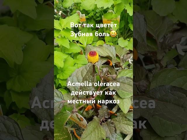 Полоскание рта чаем лечит стоматит#травник#лечебные травы#зубнаяболь#medicinalplants#toothpainrelief