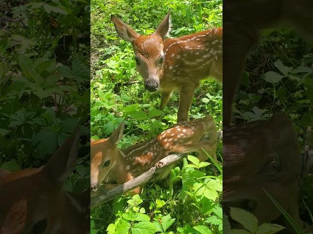 New born fawn triplets May 20, 2020