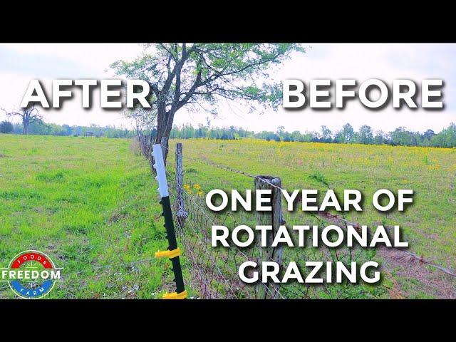 One Year Of Rotational Grazing: The Results Of What It Will Do For Your Pastures