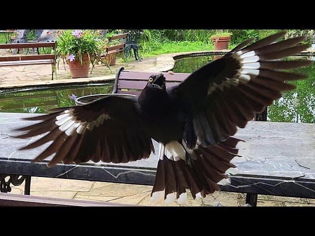 Currawong Catching!!! And a cute surprise at the end!