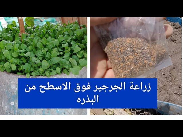 سر نجاح زراعة الجرجير في المنزل