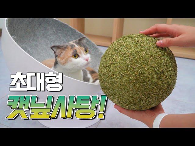 I Made Super Giant Catnip Candy to My Cat (ENG SUB)