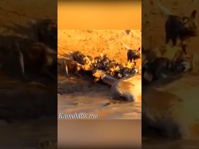 Крокодил схватил гиеновидную собаку.