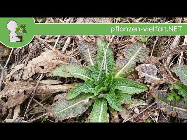 Wilde Karde - Erste Boten - 31.03.18 (Dipsacus fullonum) - Pflanzen-Bestimmung