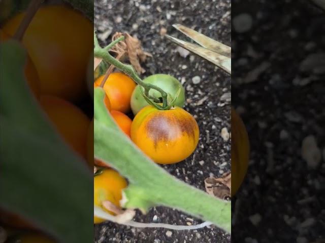 23.5 pound tomato harvest!