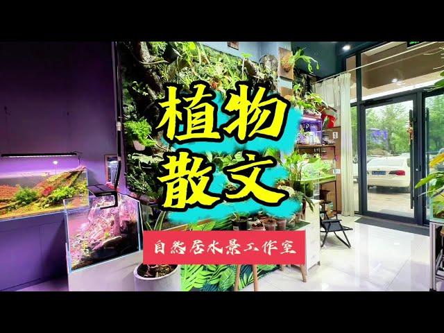 植物散文 植物散文#玻璃缸中的大自然 #热带植物 #雨林缸造景~家庭和办公室的大自然【自然居水景记】