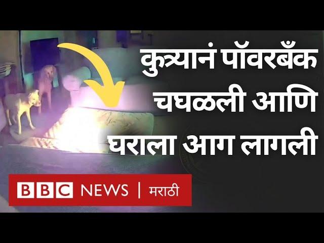 Dog sets House on Fire : कुत्र्यानं lithium-ion battery Power Bank चघळली आणि घराला आग लागली