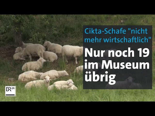 Cikta-Schafe: Die Letzten ihrer Rasse? | Abendschau | BR24