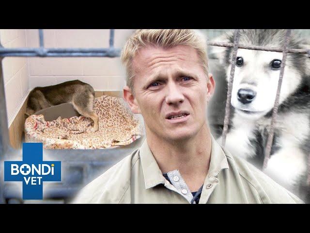 12 Dogs Rescued From Meat Trade Are So Shocked They Hide In Corners  | Bondi Vet Clips | Bondi Vet