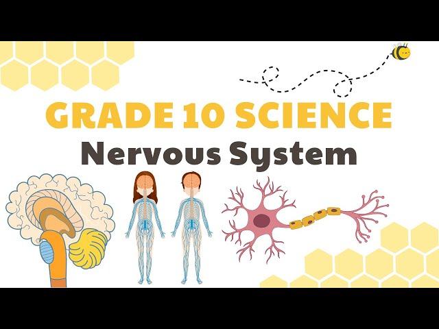 Nervous System | Grade 10 Science DepEd MELC Quarter 3 Module 3