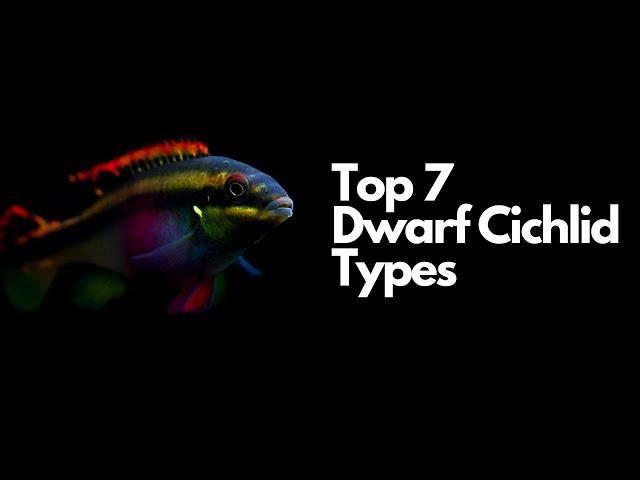 The 7 Best Dwarf Cichlid Types 