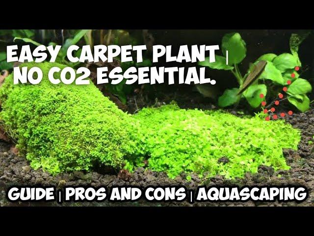 Top easy to grow carpet plants for aquarium | Easy to grow carpet plants for aquarium | no Co2