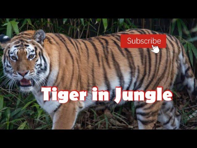 Tiger | Tiger in jungle | Tiger jungle mein #tiger #savetigers #viral    #kunalkirtiwithnature