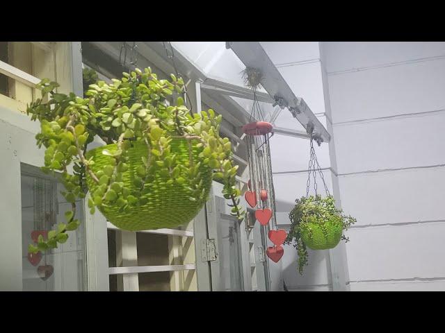 How to grow jade plant in hanging basket..#jadeplant#gardening