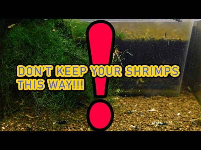 NO MAINTENANCE SHRIMP TANK SETUP?? -  wrong way of keeping Caridina shrimps