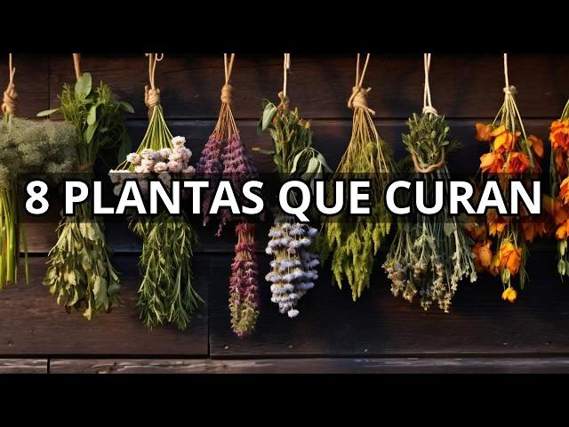 8 Plantas Medicinales Que Debes Tener Siempre En Casa