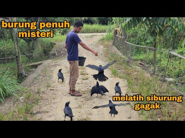 Ini rahasianya_burung-burung pada jinak