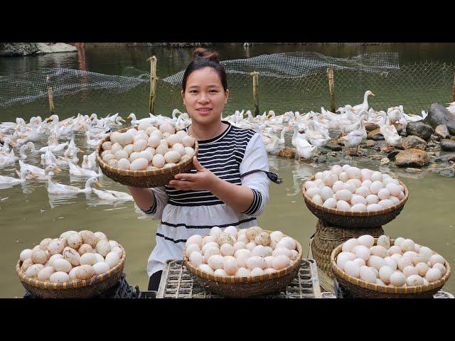 Harvesting Duck Eggs & Processing & Cooking Goes to market sell | Ly Thi Ca