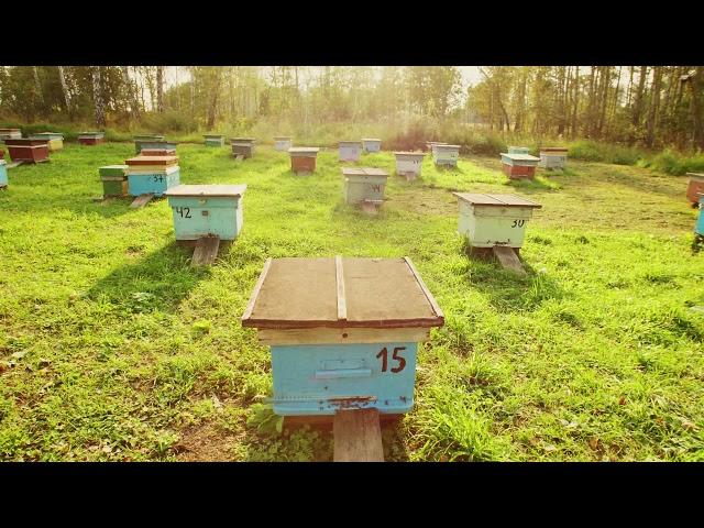 The man who keeps the bees -  Lara Gisborne