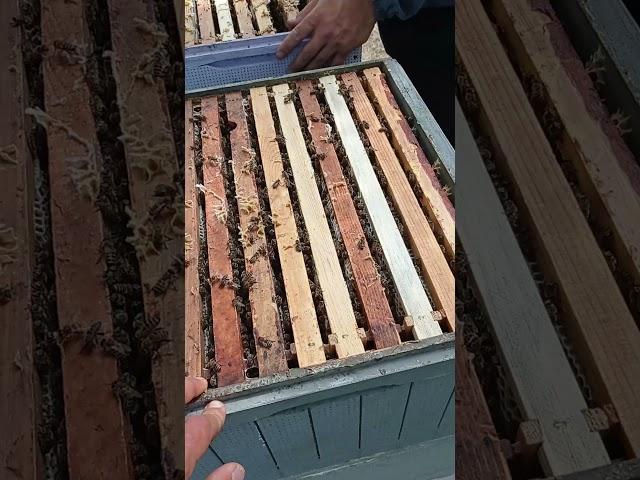 Акация Насыпает!  #bee #пчеловодство #beekeeper #акация #2025