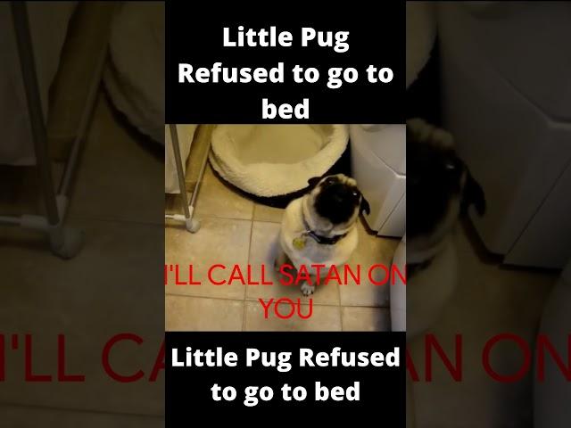 Naughty Pug Refused to go to bed