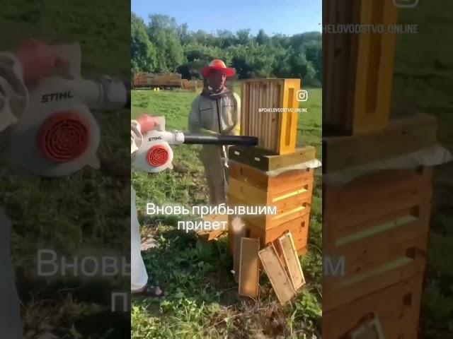 Давайте знакомиться         #обучение #пчелы #пчеловод #пчеловодство #пчеловодствовидео