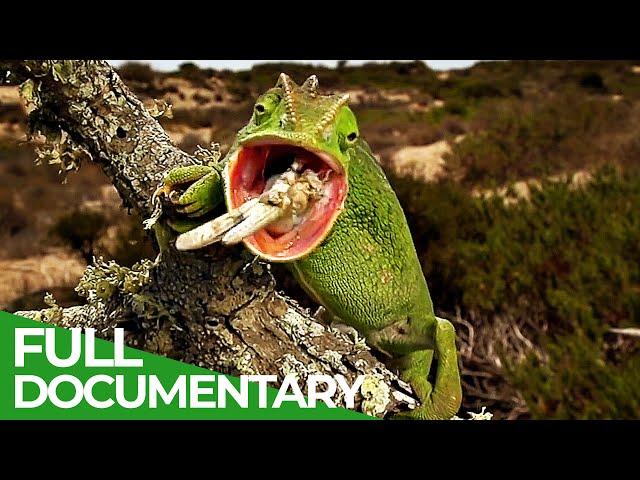 The Gorgeous Wildlife of the Mediterranean | Free Documentary Nature